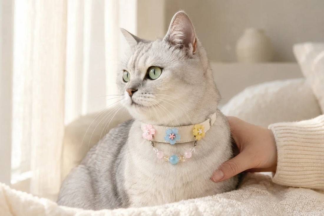 Adult cat wearing KINRIOT Daybreak Chorus crystal pet jewelry during a brief supervised moment