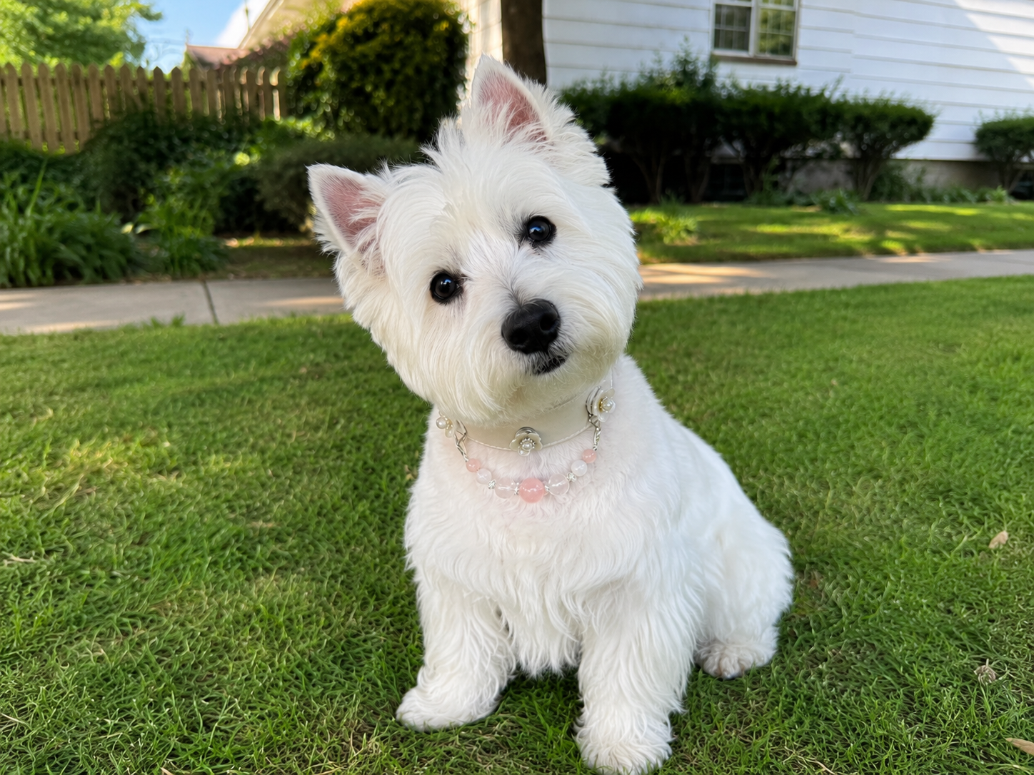 Daisy