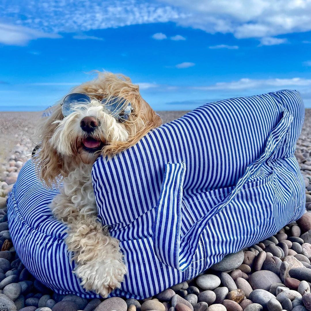 Cushioned Pet Travel Carrier