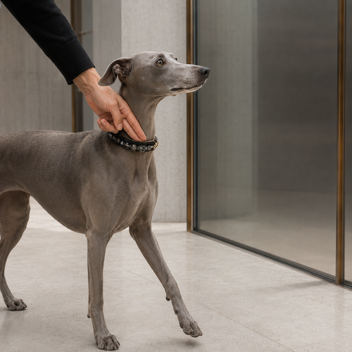 Italian Greyhound wearing the Black Meridian pet jewelry collar while looking toward its owner.