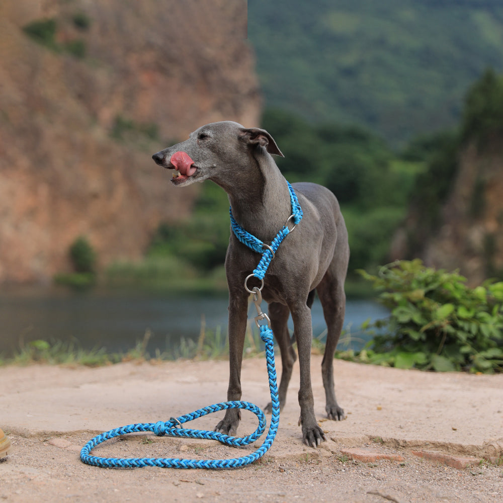 Braided Rope Slip Collar & Leash — product and lifestyle photography