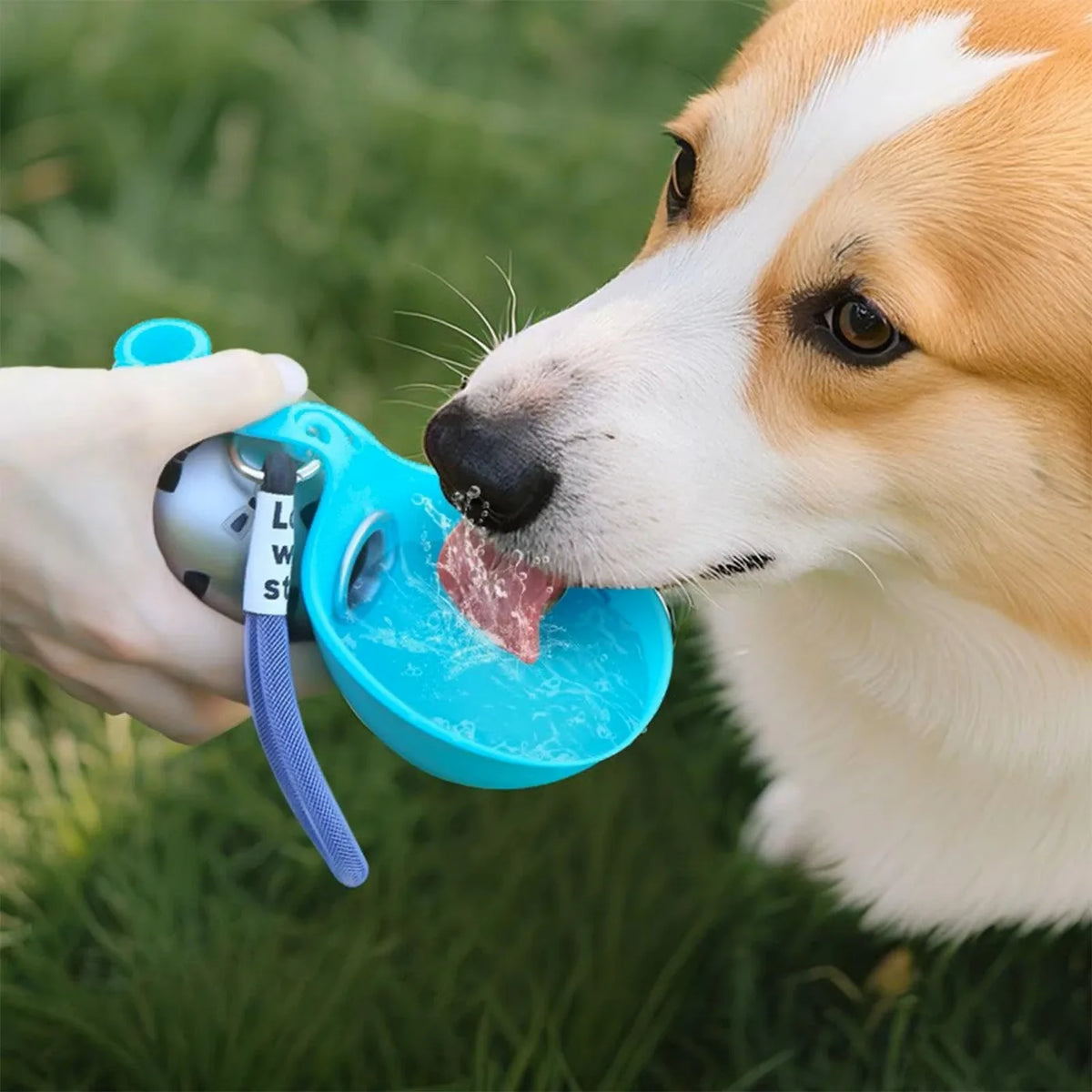 Corgi drinking from a turquoise folding water bowl held outdoors
