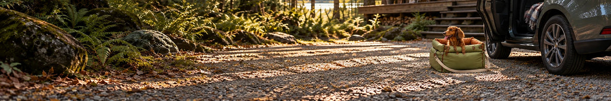 Dachshund resting in a green travel bed beside a parked car in a woodland setting